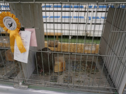 XIV Concurso Exposición de Palomas de Raza en Mula 2024